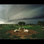 THREE YOUNG CAMELS, Mali